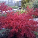 Acer palmatum Seiryu