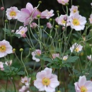 Pink Japanese anemone