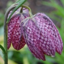 Fritillaria meliagris