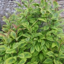 Syringa emodii Aureo-Variegata