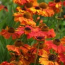 Helenium Moorheim Beauty