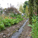 Primula and foxgloves along the stream