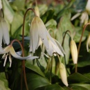 Erythronium White Beauty