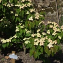 Cornus Madame Butterfly