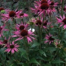 Echinacea Barningham Hybrid