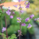 Thalictrum rochebrunianum flower