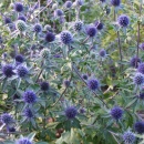 Eryngium tripartitum