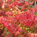 Cercidiphyllum japonicum 'Lisa Ann'