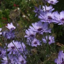 Catananche caeruleum