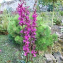 Lobelia Tania