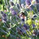 Eryngium planum