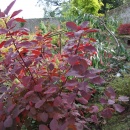 Cotinus 'Grace'