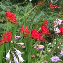 Crocosmia Lucifer