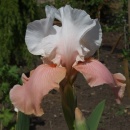 Iris Sugar Magnolia