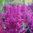 Astilbe 'Vision in Red'