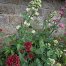 Centranthus or 'Setwall'