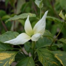 Cornus 'Gold Splash'