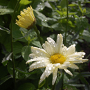 leucanthemum sonnenschein