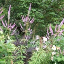 Veronicastrum rosea