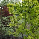 Cornus mas Aurea