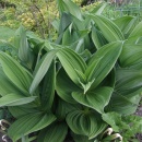 Veratrum