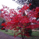 Acer palmatum 'Bloodgood'