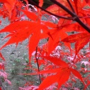 Acer palmatum 'Bloodgood'....Sunlight through foliage