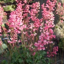 Heuchera 'Rosemary Bloom' in flower