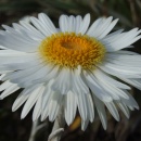 Celmisia 'Eggleston Silver' flower 