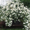 Rosa kiftsgate seedling in Malcolms home garden, growing through old apple tree