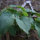 Hosta 'Niagra Falls'