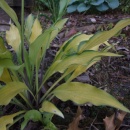 Hosta 'Pineapple Upside Down Cake'