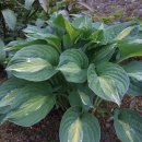 Hosta 'Striptease'