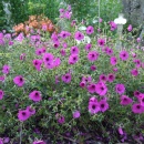 Geranium subcaulescen