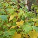 Tilia (Lime or Linden) 'Winter Orange'