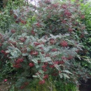 Sorbus villmorinii