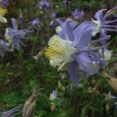 Aquilegia 'Blue Star'